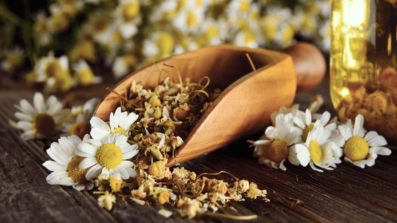 Chamomile: The Complete Guide to Nature's Calming Herb