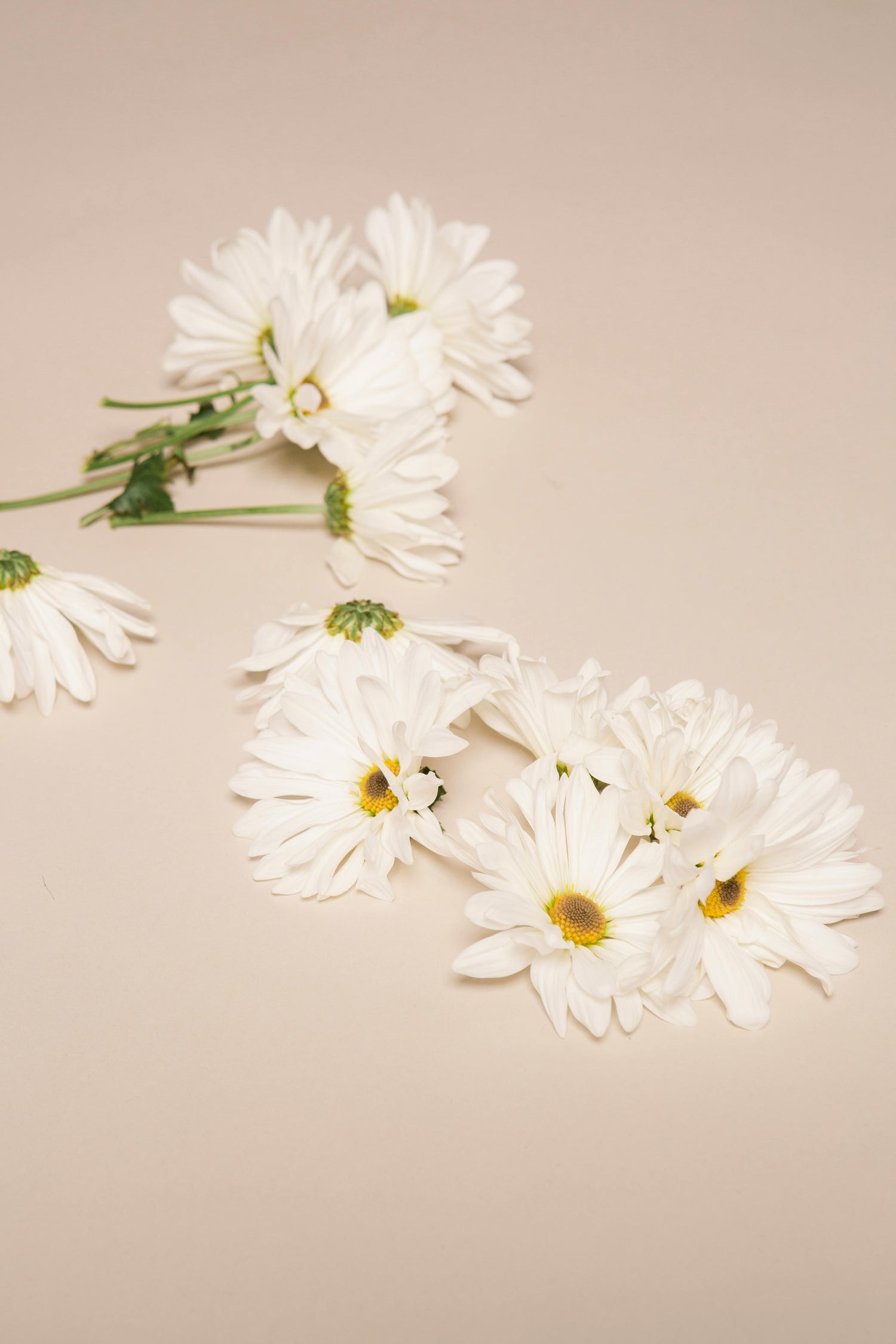 white chamomile flowers used as a natural ingredient for skincare sitting on a soft pink table