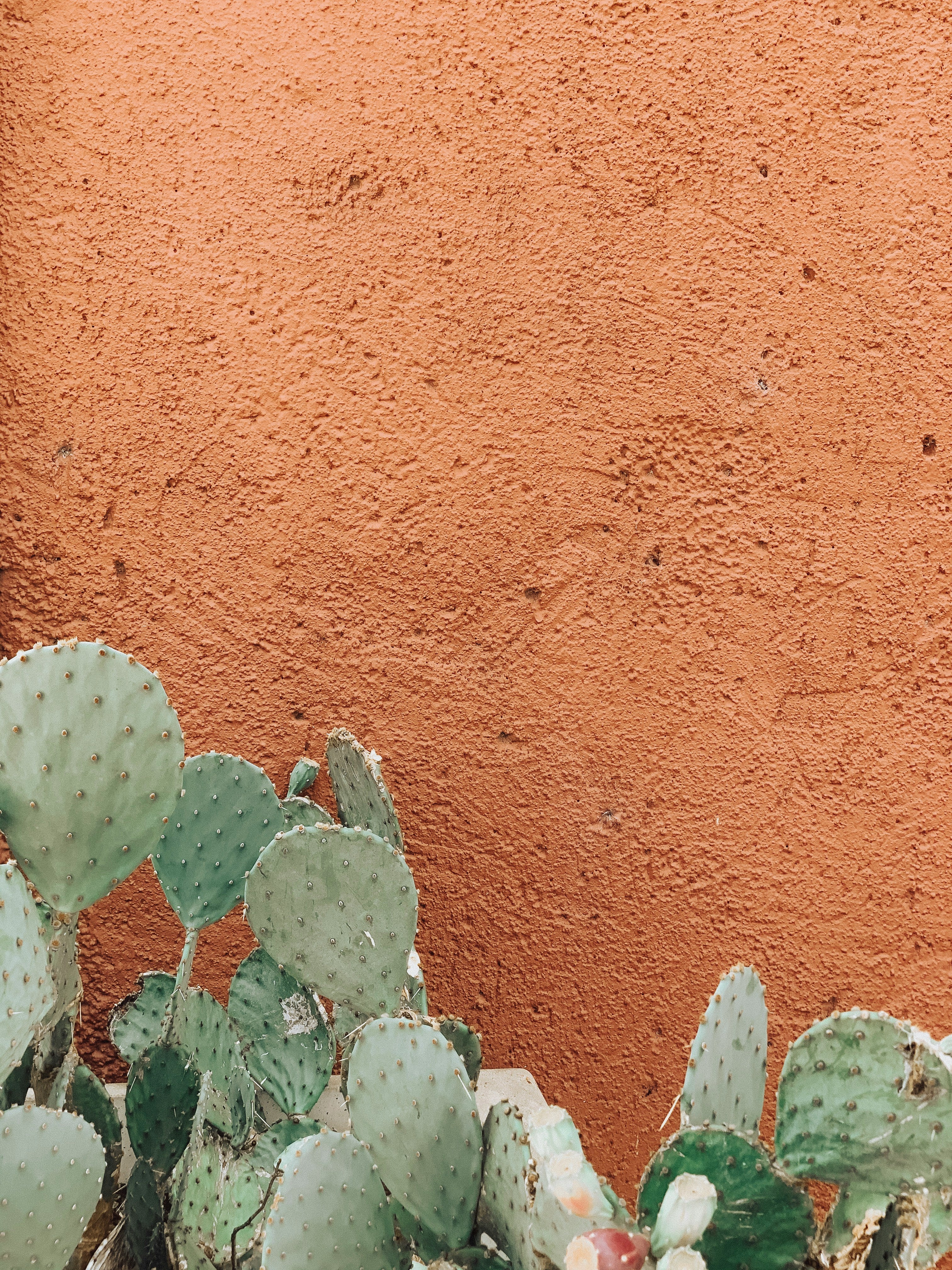 Prickly Pear plant for skincare against a burnt orange wall