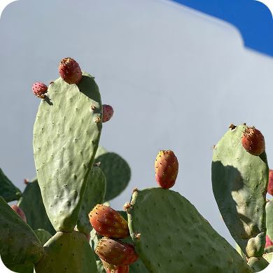 Prickly Pear